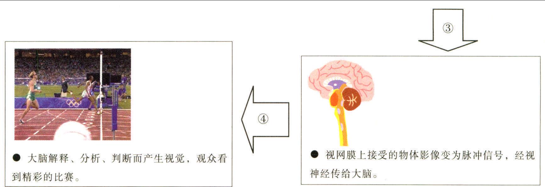 1 视觉的形成